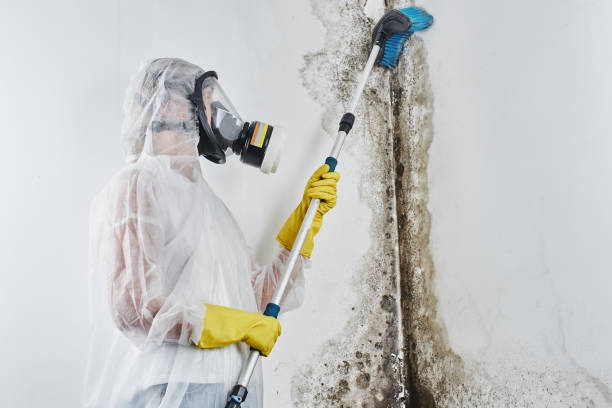 Why You Should Choose Our Mold Remediation Services in Port Reading, NJ